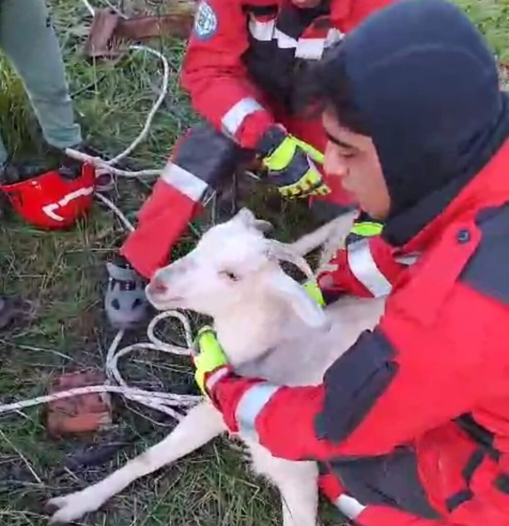 Kuyuya Düşen Keçi̇yi̇ İtfai̇ye Eki̇pleri̇ Kurtardı