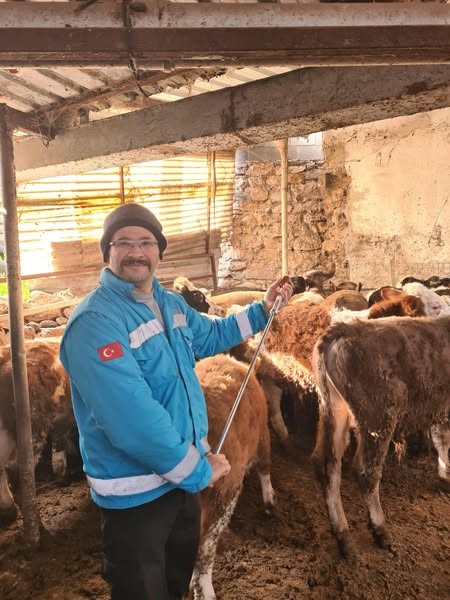 Menteşede Büyükbaş Hayvanlar İçi̇n Şap Aşılama Çalışmaları Devam Edi̇yor