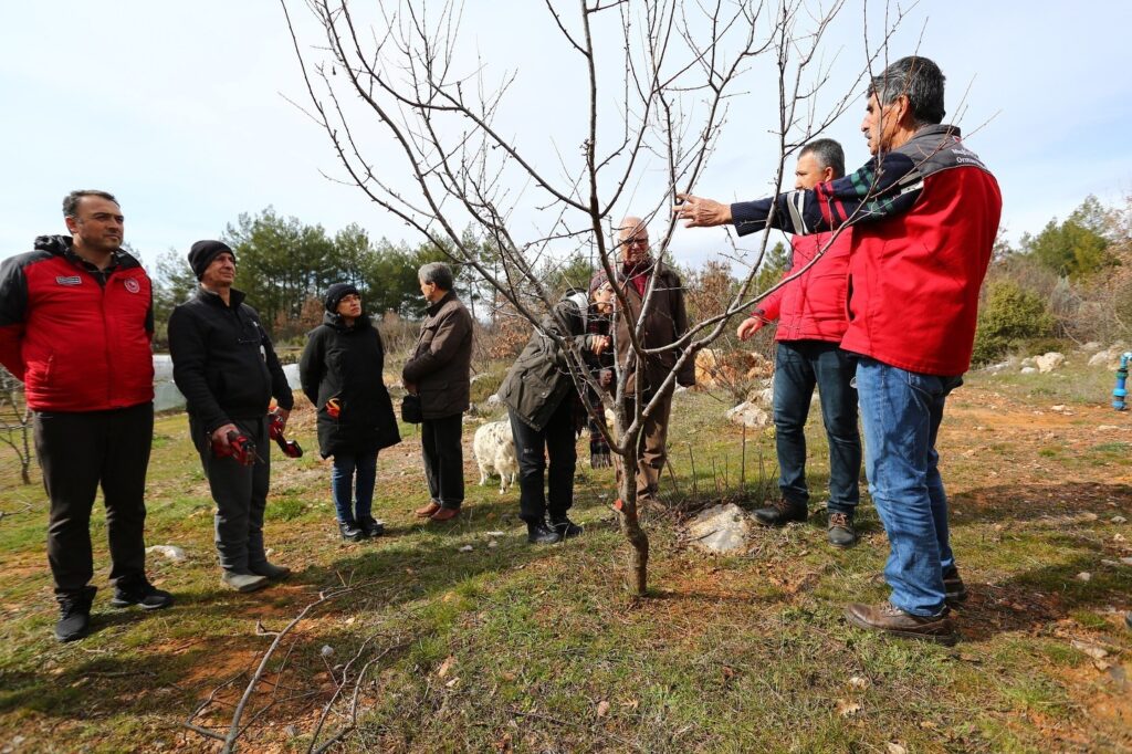 Muğlada Üreti̇ci̇lere Meyve Ağaçlarında Budama Eği̇ti̇mi̇ Veri̇ldi̇