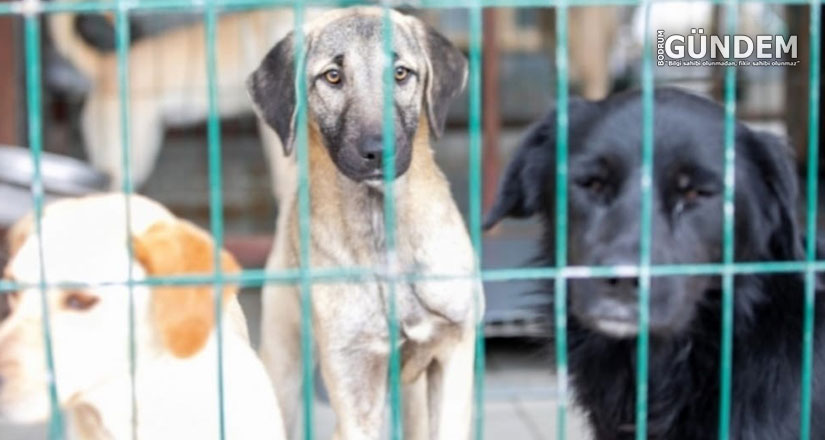 Bodrum Belediyesi’ne Sokak Hayvanları Nedeniyle Ceza