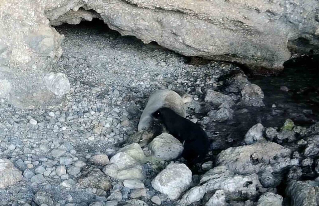 ‘Dünya Fok Gününde Yeni̇ Doğmuş Akdeni̇z Keşi̇ş Foku Görüntülendi̇