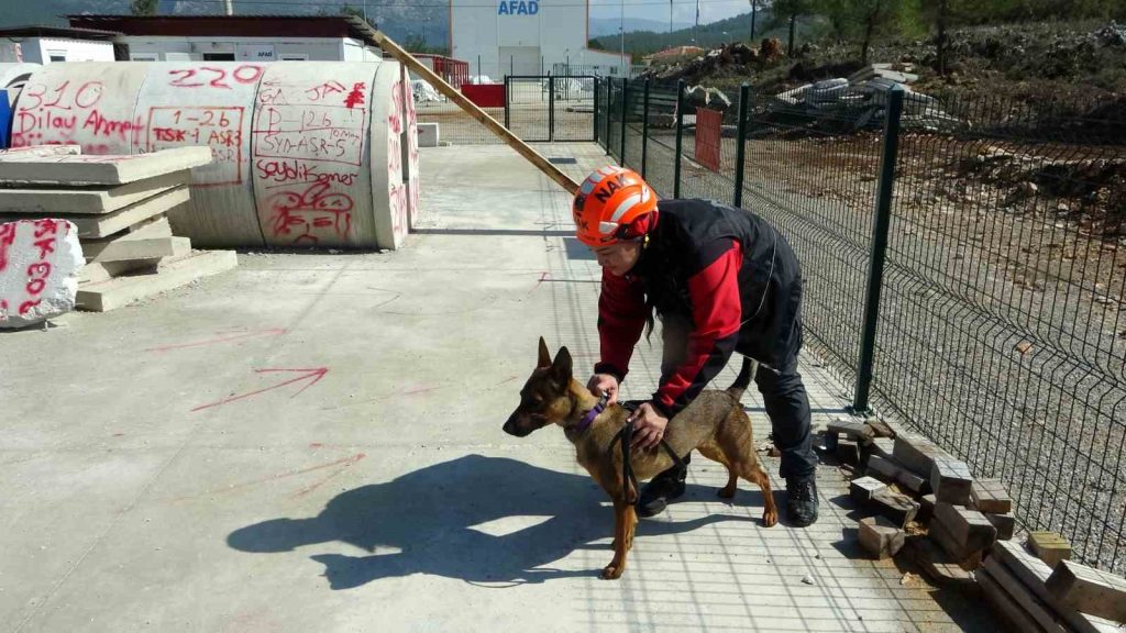 Enkazın Sessi̇z Kahramanı Arama Kurtarma Köpeği̇ Tayga Görev Başında