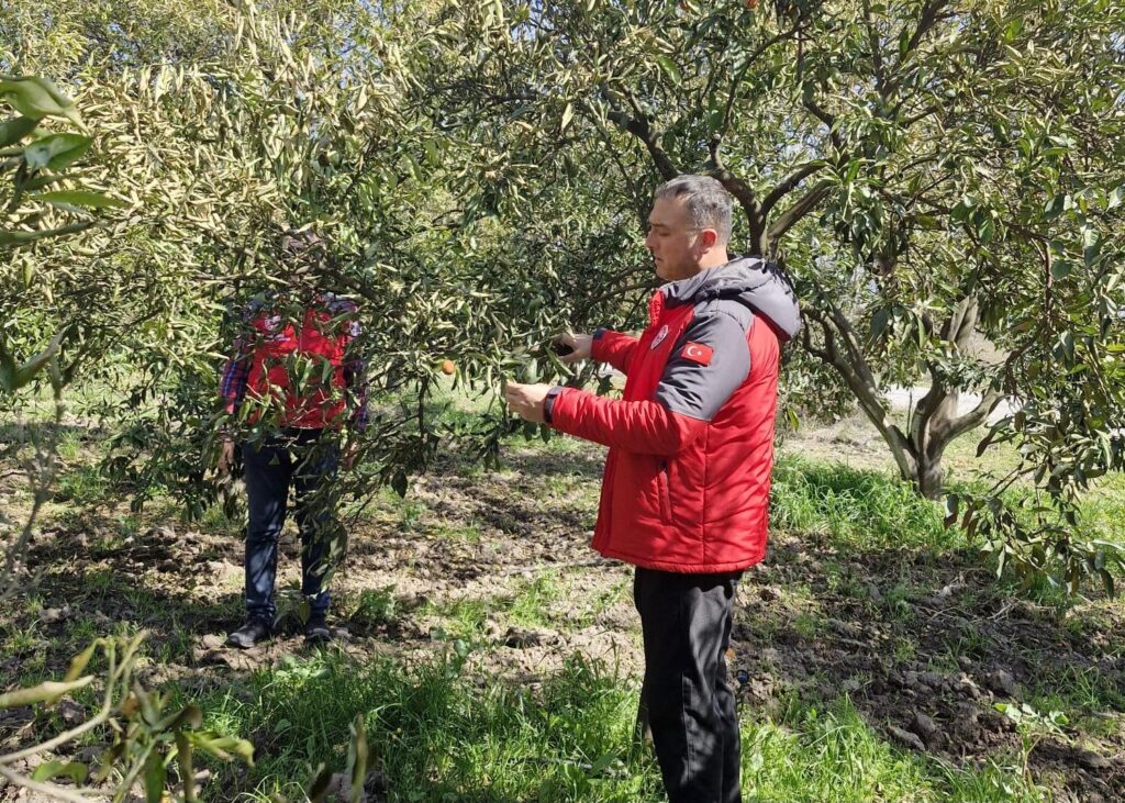Köyceği̇z, Ortaca Ve Dalamanda Zi̇rai̇ Don Zararı Tespi̇t Çalışmaları Devam Edi̇yor