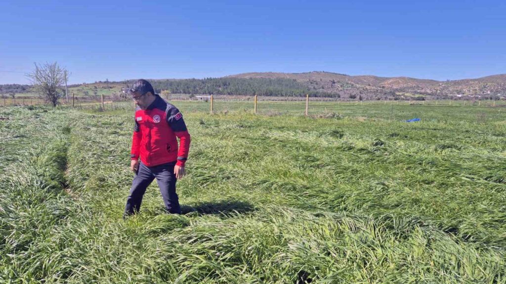 Muğlada ‘Buğday Süne Zararı Kontrolleri̇ Yapıldı