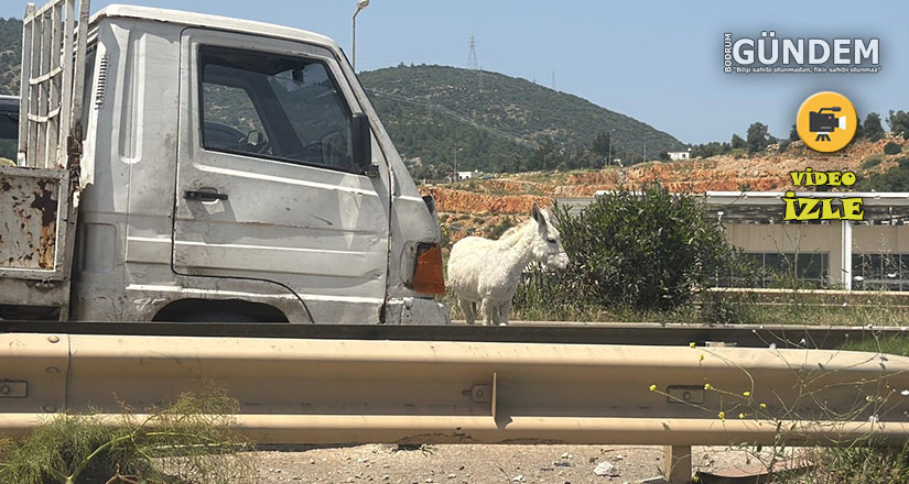 Eşekler Trafi̇ği̇ Bi̇rbi̇ri̇ne Kattı