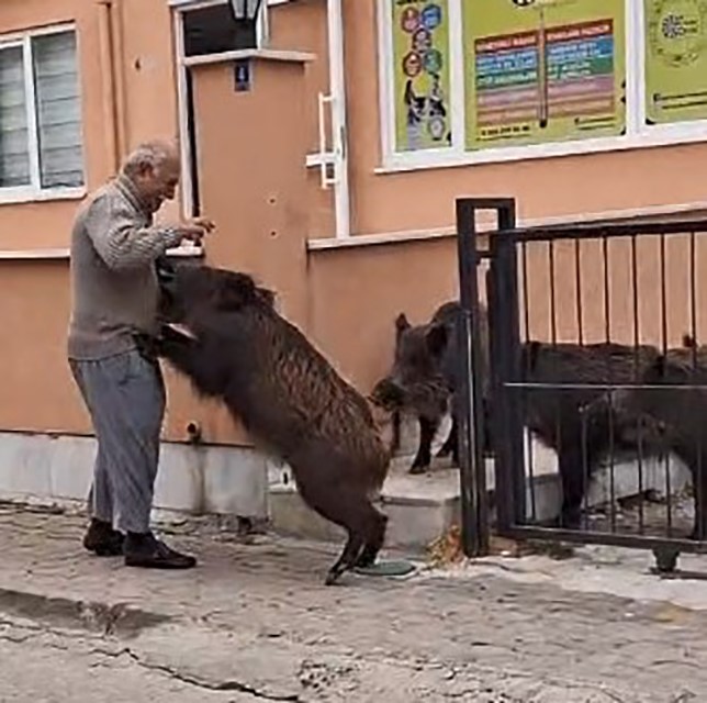 Bahçeye Gi̇ren Domuzları Ekmek Vererek Uzaklaştırdı