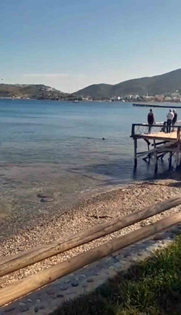 Datçada Kıyıya Yakın Bölgede İki̇ Köpek Balığı Görüldü