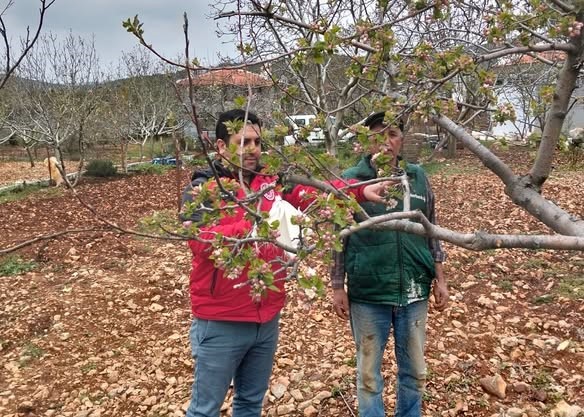 Muğlada Don Afeti̇ Sonrası Ön Hasar Tespi̇t Çalışmaları Başladı