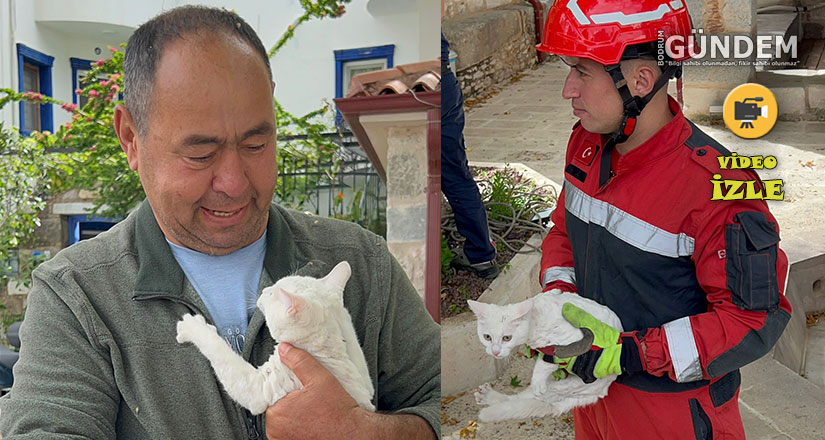 Asırlık Çınarda 24 Saatlik Macera Mahalleliyi Seferber Eden Kedi Kurtarıldı
