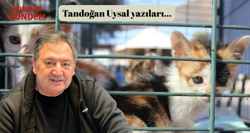 “Kedi Gitti, Ceza Geldi: Bodrum Belediyesi’ne 100 Milyonluk Şaka Gibi Ceza!”