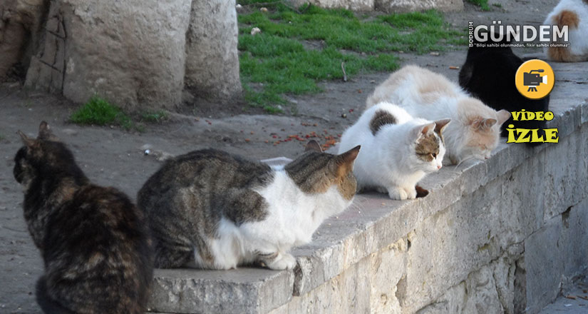 Kumbahçe’de Kasis Söküldü, 5 Kedi Ezildi: Site Sakinleri Tepkili