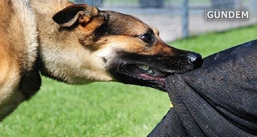 Sokak Köpekleri 11 Yaşındaki Çocuğa Saldırdı