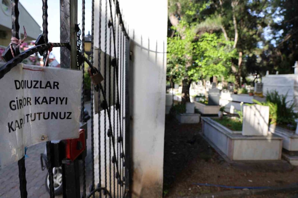 Domuzlar Mezarları Tahri̇p Etmeye Başladı