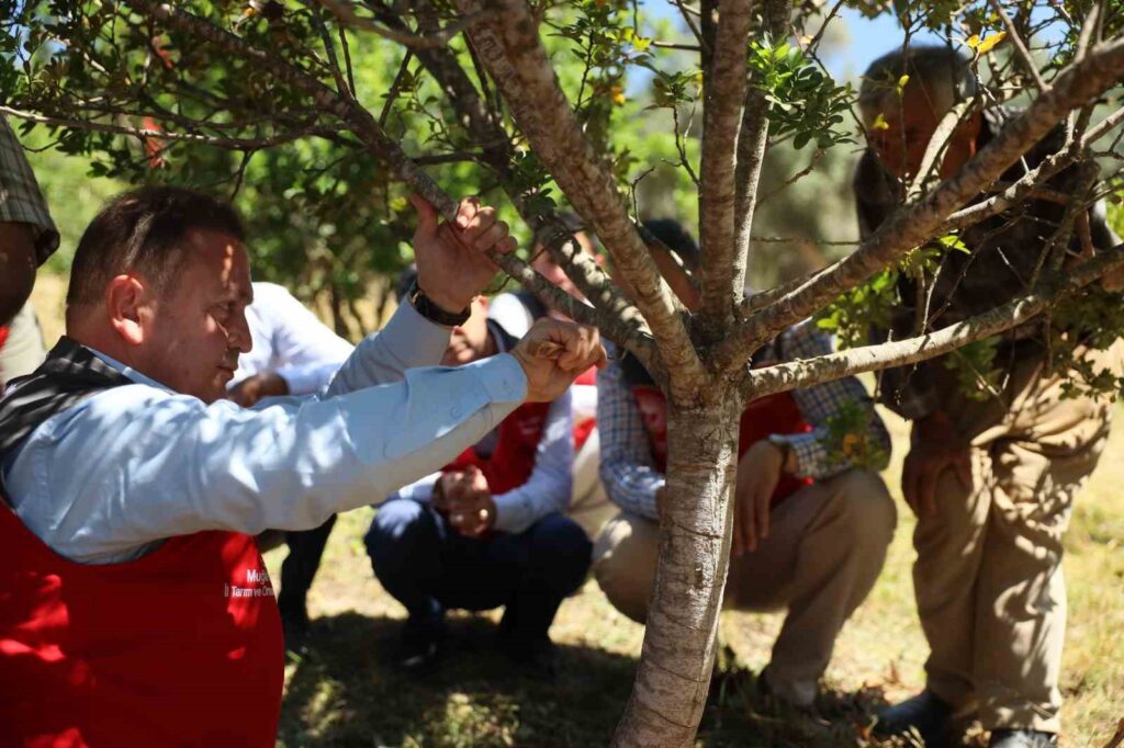 Sakız Hasadı Gerçekleşti̇ri̇ldi̇