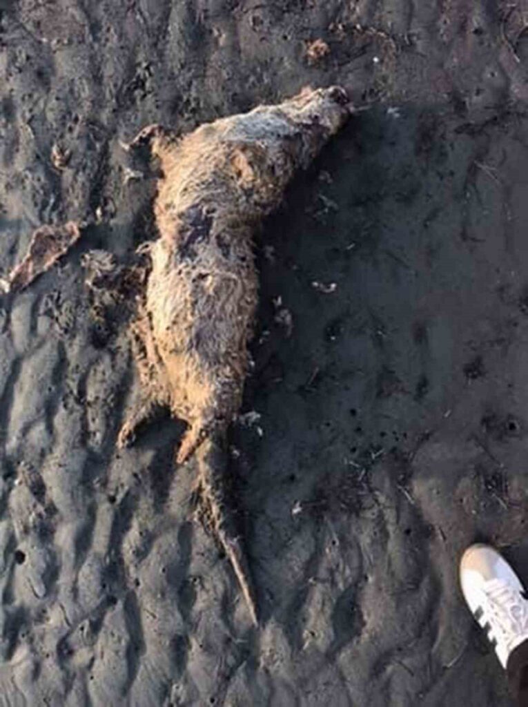 Nesli̇ Tehli̇ke Altında Olan Su Samuru Sahi̇lde Ölü Bulundu