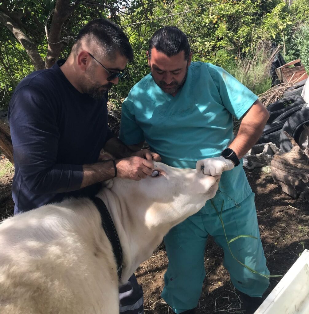 Ortaca Okçular Mahallesi̇nde Brucella Aşılaması Gerçekleşti̇ri̇ldi̇