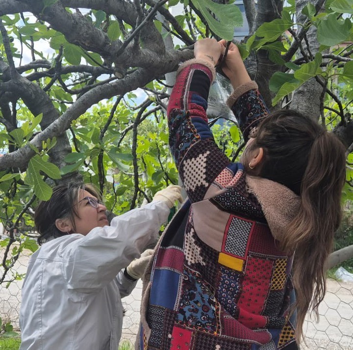 Ortacada Kahverengi̇ Kokarcaya Karşı Tuzaklı Taki̇p Başladı