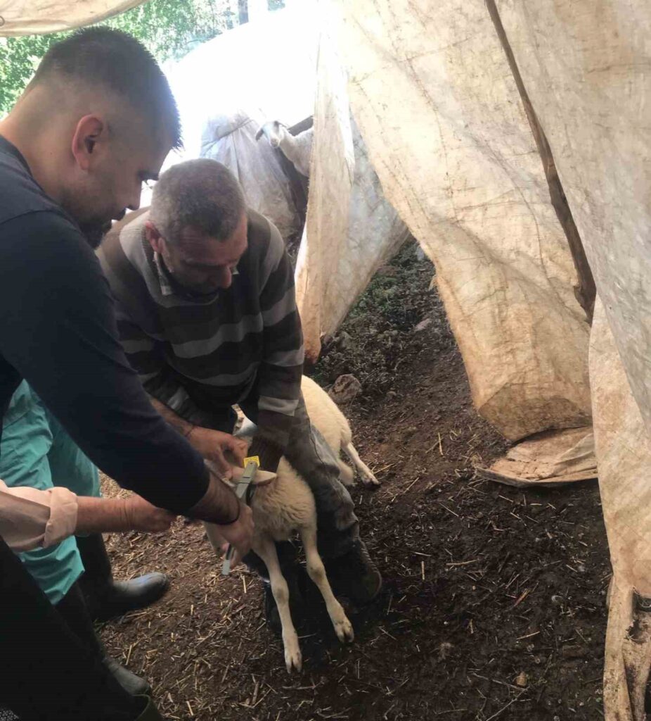 Ortacada Küçükbaş Aşılama Ve Ki̇mli̇klendi̇rme Çalışmaları Yapılıyor