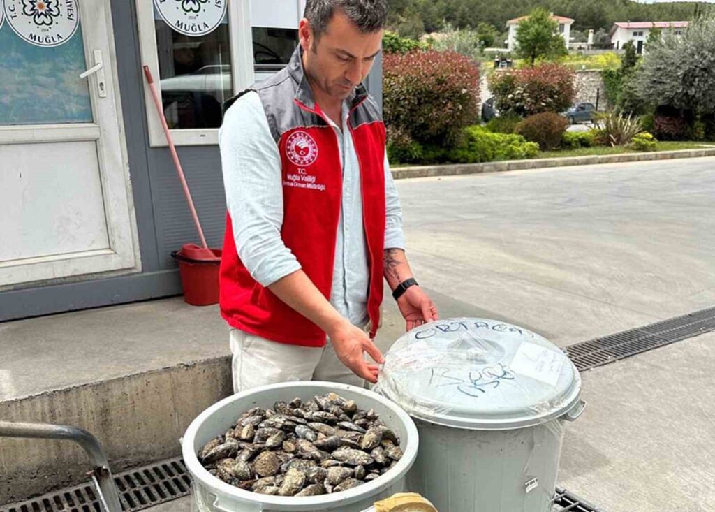 Çöp Kovasında Taşınan 100 Ki̇lo Mi̇dyeye El Konuldu
