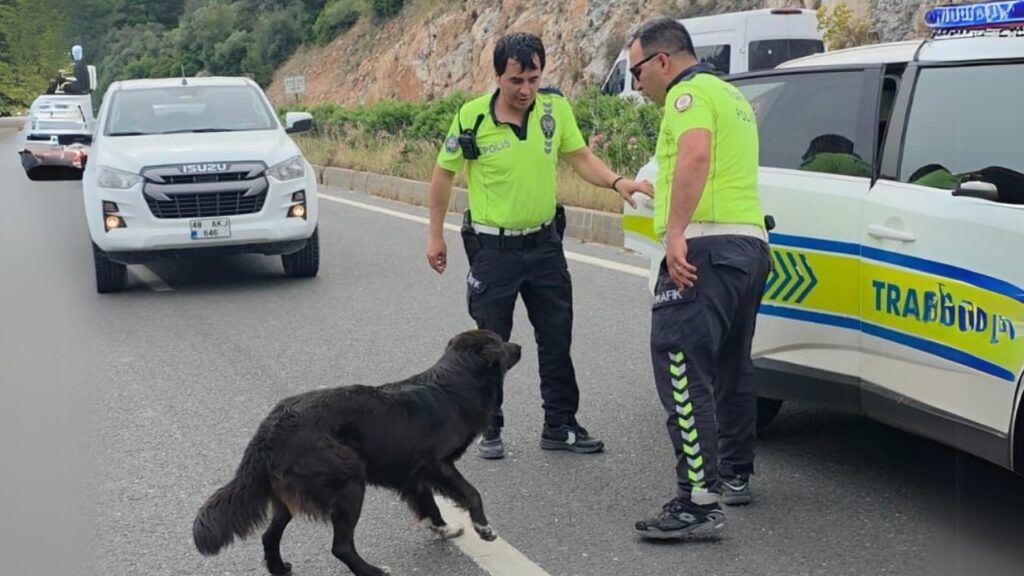 Kazadan Sonra Yol Ortasında Kalan Köpeğe Poli̇s Sahi̇p Çıktı