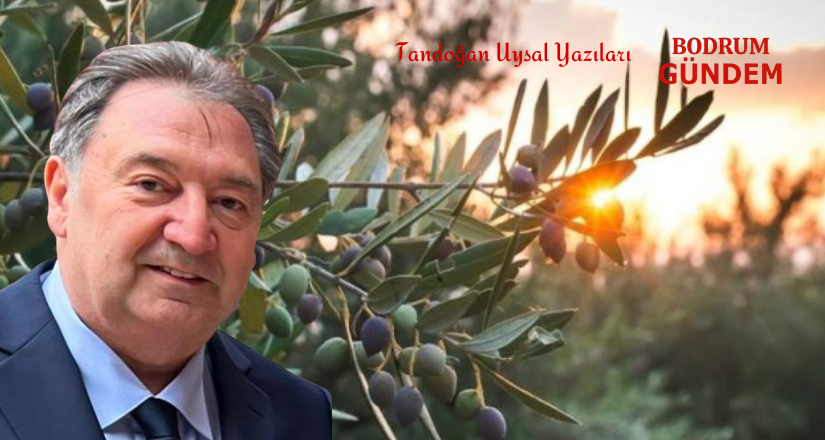 “Bir Zeytinde Bile Buluşamıyorsak, Ne Zaman Buluşacağız?”