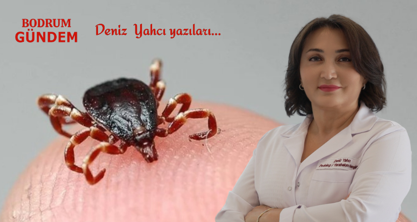 Bodrum’da Kene Tehlikesi