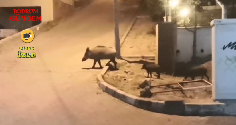 Domuzlarla Selfi̇e Modası