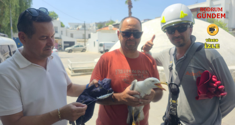Elektrik Tellerine Takılan Martı AYDEM Ekiplerince Kurtarıldı