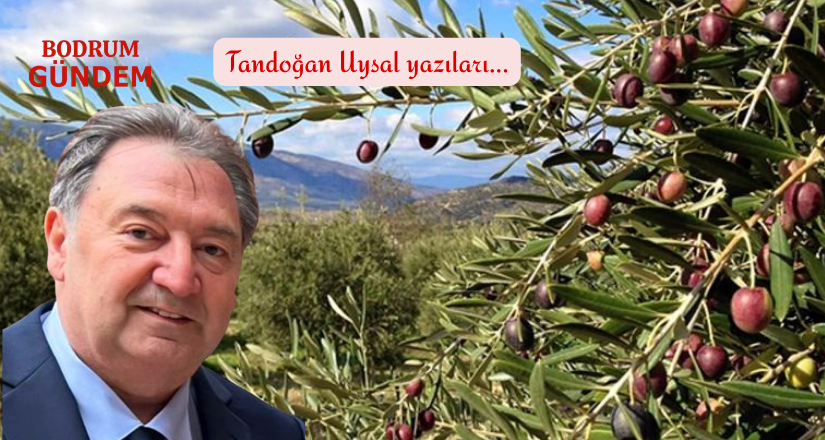 Zeytin mi, Kömür mü? Türkiye’nin Bitmeyen Kavgası