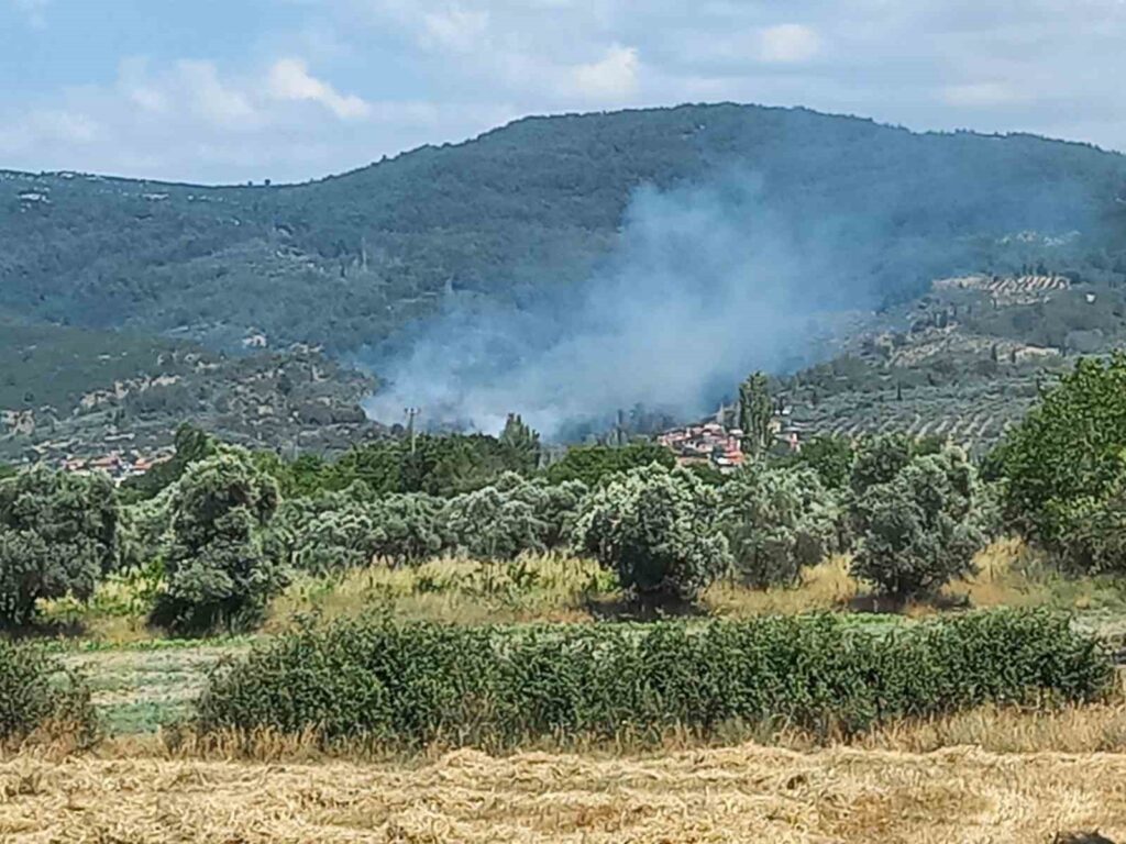 Menteşede Zeyti̇nli̇k Alanda Yangın