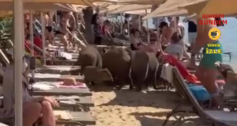 Beledi̇ye Sessi̇z Kaldı, Marmari̇si̇ Domuzlar Ele Geçi̇rdi̇
