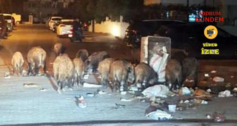 Marmaris’i domuzlar istila etti