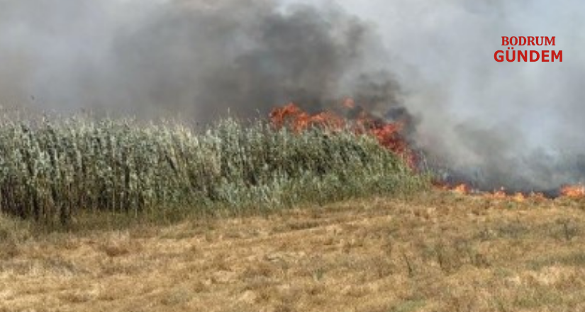 Milas-Bodrum Havalimanı Yakınında Tarım Arazisinde Yangın