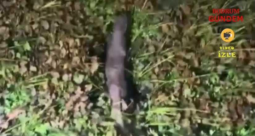 Nesli Tükenme Tehlikesindeki Su Samuru Görüntülendi