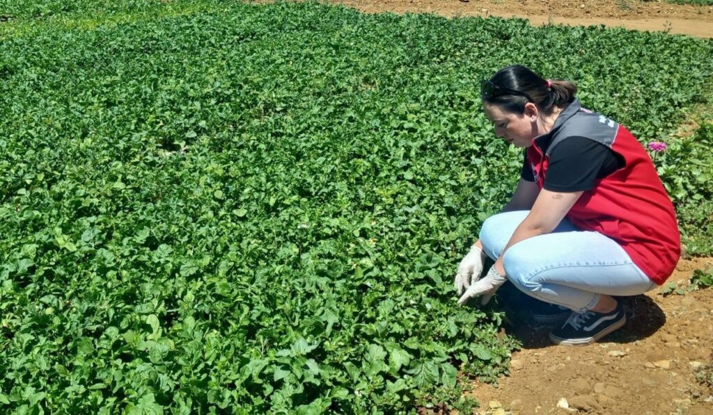 Doğanköyde Hasat Öncesi̇ Numune Alımları Devam Edi̇yor