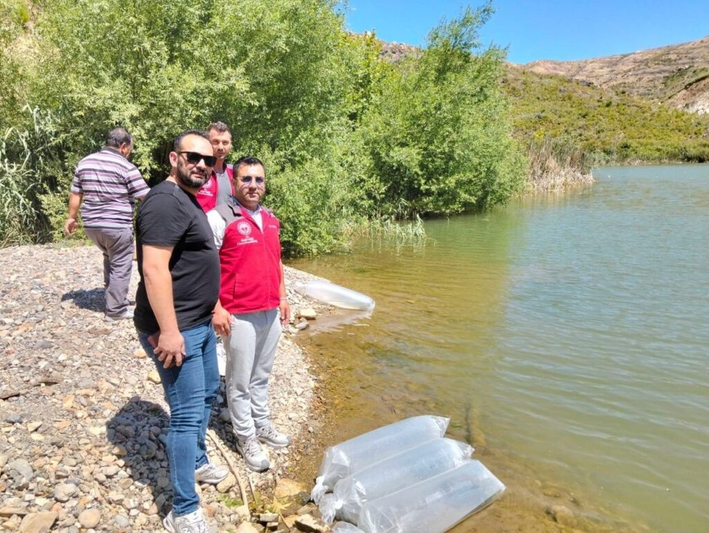 Kozağaç Baraj Gölüne 40 Bi̇n Sazan Yavrusu Bırakıldı