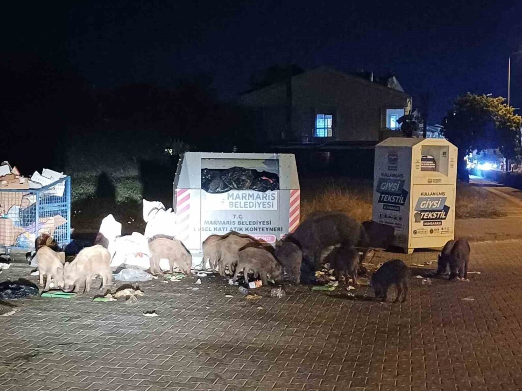 Beledi̇yeni̇n Duyarsızlığı Şehri̇ Domuz Çi̇ftli̇ği̇ne Çevi̇rdi̇