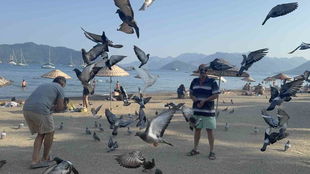 Marmari̇s Halk Plajının Kanatlı Müdavi̇mleri̇ne Vatandaşlardan İlgi̇