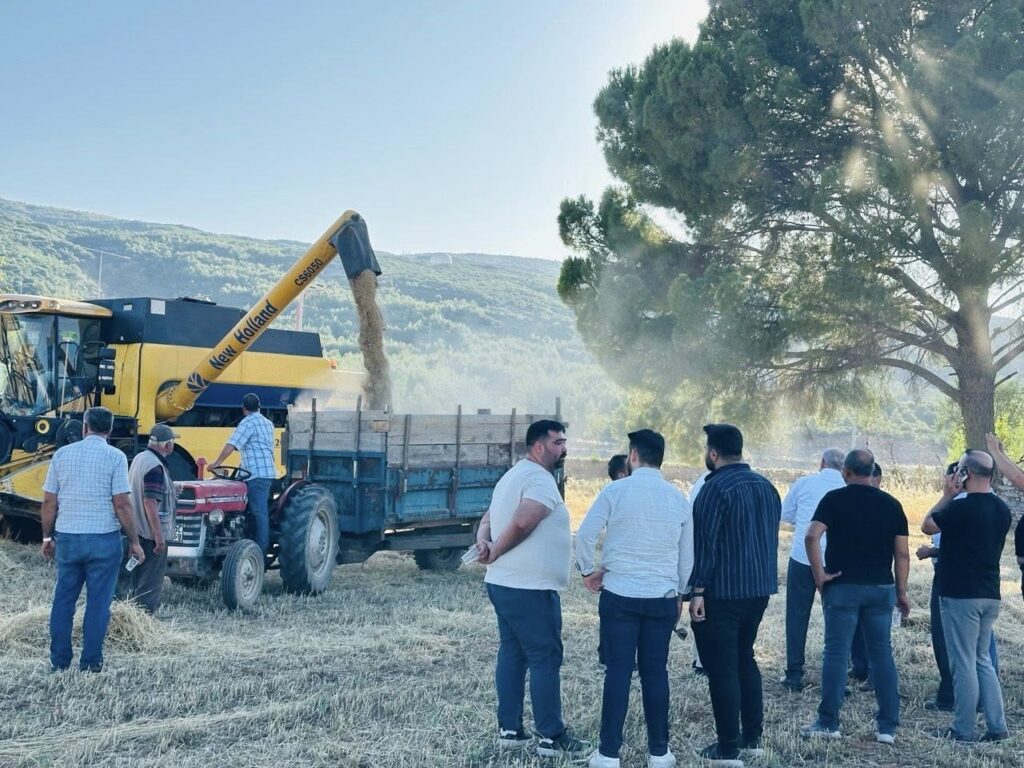 Menteşede Buğday Hasadında Sona Yaklaşıldı: 7 Bi̇n Ton Rekolte Bekleni̇yor