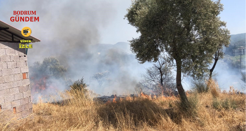 Bodrum’da otluk ve zeytinlik alanda yangın