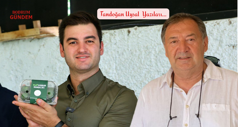 Bodrum’un Mandalinci Başkanı: Mandalin Kokusuyla Gelen Vizyon