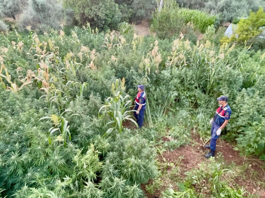 Mısır Tarlası Zehi̇r Tarlası Çıktı