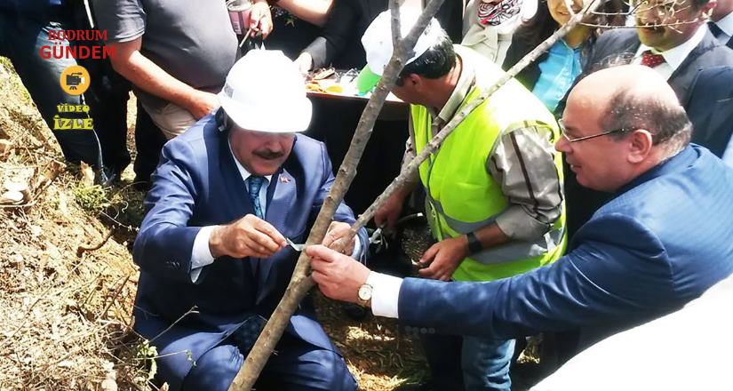 Eski Bakan Eroğlu’nun aşıladığı zeytin meyve vermeye başladı