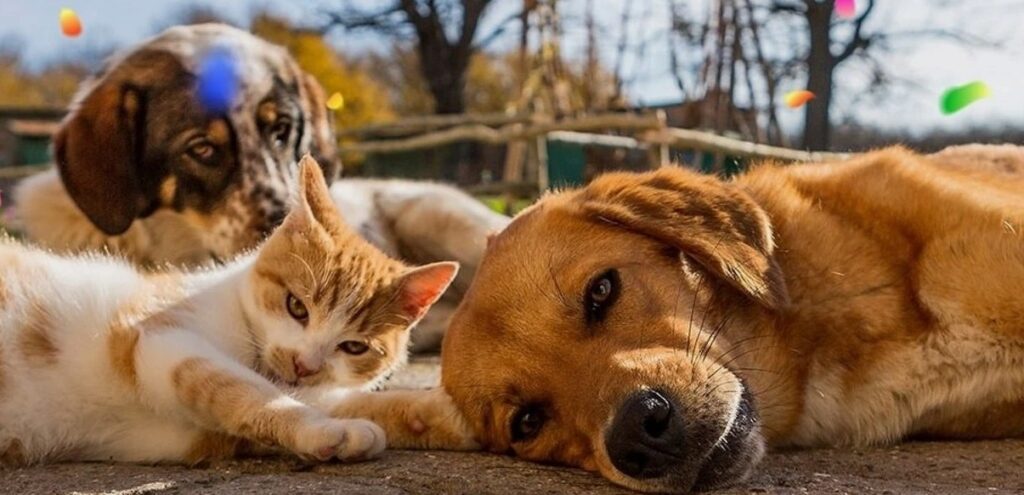 Valilik Sahipsiz Köpek Sayımı İçin Çalışma Başlatıyor