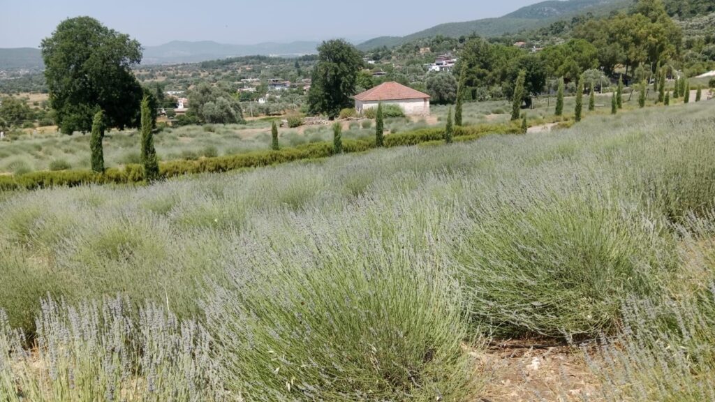 TÜLOV Bodrum Gençlik Kampı 7 Eylül’de Başlıyor