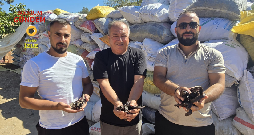 Yalıçiftlik’te Keçiboynuzu Hasadı Sona Erdi