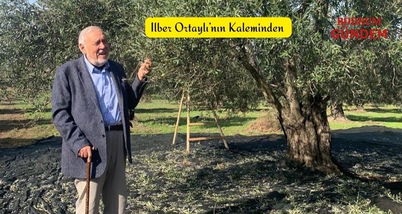 İlber Ortaylı’nın Kaleminden; Bu Zeytin Yasası da Neymiş?