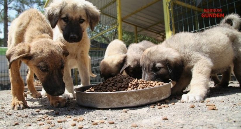 Köpeklerimizi Vermiyoruz!