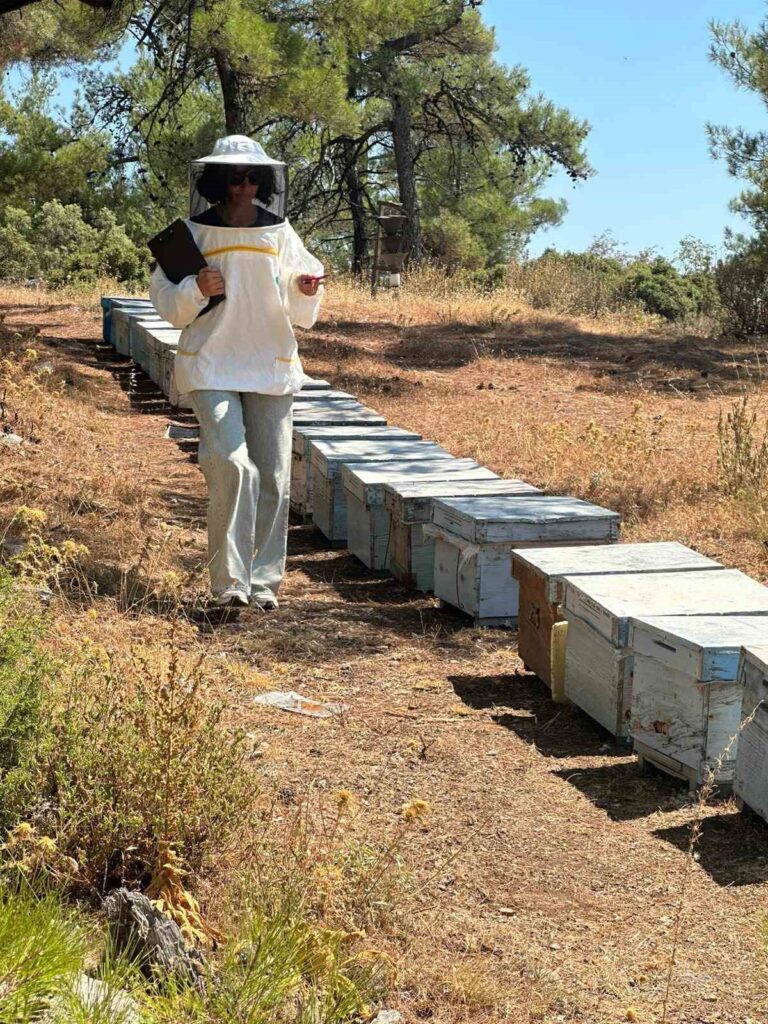 Menteşede Arı Kovan Destekleme Tespi̇t Çalışmaları Devam Edi̇yor