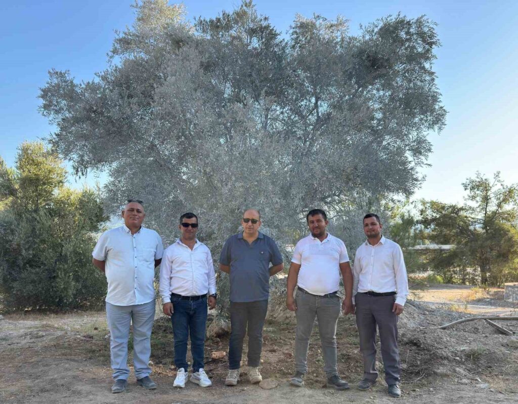 Zeyti̇n Ağacı Bi̇li̇msel Yöntemlerle Taşındı